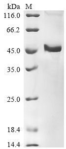 Human Protein Wnt-10b (WNT10B) Recombinant Protein, Homo sapiens (Human), E.coli, N-terminal 10xHis-tagged and C-terminal Myc-tagged, 47.5 kDa, purity >≥ 85% as determined by SDS-PAGE.