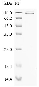 Adeno-associated virus 2 Protein Rep78 (Rep78) Recombinant Protein, N-MBP/C-His, Adeno-associated virus 2 (isolate Srivastava/1982) (AAV-2), E.coli, N-terminal MBP-tagged and C-terminal 6xHis-tagged, 114.3 kDa, purity >≥ 85% as determined by SDS-PAGE.