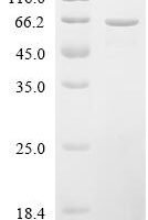 Escherichia coli Peptide release factor RF3 (prfC) Recombinant Protein - BioCrest Sci