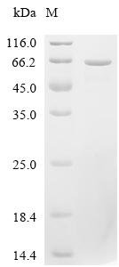 Escherichia coli Peptide release factor RF3 (prfC) Recombinant Protein, Escherichia coli (strain K12), E.coli, C-terminal 6xHis-tagged, 66.4 kDa, purity >≥ 85% as determined by SDS-PAGE.