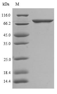 Human ATP-binding cassette sub-family G member 1 (ABCG1), partial Recombinant Protein, Homo sapiens (Human), Yeast, N-terminal 10xHis-tagged and C-terminal Myc-tagged, 51.0 kDa, purity >≥ 85% as determined by SDS-PAGE.