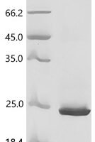 Aquifex aeolicus 6,7-dimethyl-8-ribityllumazine synthase (ribH) Recombinant Protein - BioCrest Sci