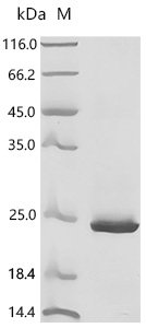 Aquifex aeolicus 6,7-dimethyl-8-ribityllumazine synthase (ribH) Recombinant Protein, Aquifex aeolicus (strain VF5), E.coli, N-terminal 10xHis-tagged and C-terminal Myc-tagged, 21.7 kDa, purity >≥ 95% as determined by SDS-PAGE.