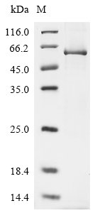 Human Transcriptional enhancer factor TEF-1(TEAD1) Recombinant Protein, Homo sapiens (Human), E.coli, N-terminal 10xHis-tagged, 54.0 kDa, purity >≥ 85% as determined by SDS-PAGE.