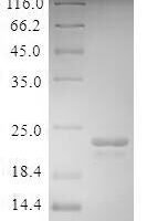 Bovine Odorant-binding protein Recombinant Protein, N-10His - BioCrest Sci
