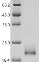 Macaca fascicularis Interleukin-4 (IL4) Recombinant Protein, C-10His - BioCrest Sci