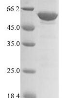 Mouse Protein DEK (Dek) Recombinant Protein - BioCrest Sci