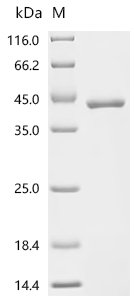 Human Prothrombin (F2),partial Recombinant Protein, Homo sapiens (Human), E.coli, C-terminal 6xHis-tagged, 38.4 kDa, purity >≥ 95% as determined by SDS-PAGE.