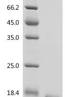 Brassica napus Napin-1A, partial Recombinant Protein, N-10His/C-Myc - BioCrest Sci