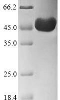 Cricetulus griseus Actin, cytoplasmic 1 (ACTB) Recombinant Protein, C-Myc/C-His - BioCrest Sci