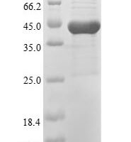Mycoplasma genitalium High affinity transport system protein p37 (p37) Recombinant Protein - BioCrest Sci