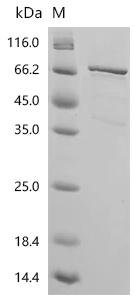Arachis hypogaea Glycinin (Arah3), partial Recombinant Protein, Arachis hypogaea (Peanut), E.coli, C-terminal 6xHis-tagged, 65.3 kDa, purity >≥ 90% as determined by SDS-PAGE.