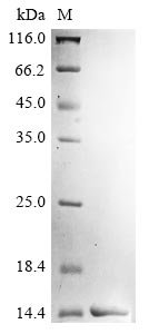 Chicken Lysozyme C (LYZ) (E53A) Recombinant Protein, Gallus gallus (Chicken), E.coli, Tag-Free, 14.4 kDa, purity >≥ 85% as determined by SDS-PAGE.