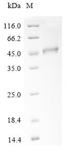 Saccharomyces cerevisiae Phosphatidylinositol N-acetylglucosaminyltransferase GPI3 subunit (SPT14), partial Recombinant Protein, N-10His/C-Myc, Saccharomyces cerevisiae (strain ATCC 204508 / S288c) (Baker's yeast), E.coli, N-terminal 10xHis-tagged and C-terminal Myc-tagged, 49.8 kDa, purity >≥ 90% as determined by SDS-PAGE.