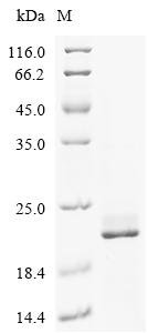 Human Estrogen receptor (ESR1), partial Recombinant Protein, Homo sapiens (Human), E.coli, N-terminal 6xHis-ABP-tagged, 22.5 kDa, purity >≥ 85% as determined by SDS-PAGE.