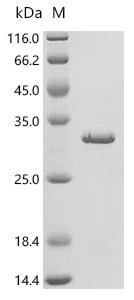 Human GTPase KRas (KRAS) Recombinant Protein, C-His, Homo sapiens (Human), E.coli, C-terminal 6xHis-tagged, 28.1 kDa, purity >≥ 95% as determined by SDS-PAGE.
