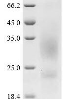 Corylus avellana Major pollen allergen Cor a 1 isoforms 5, 6, 11 and 16 Recombinant Protein, C-His - BioCrest Sci