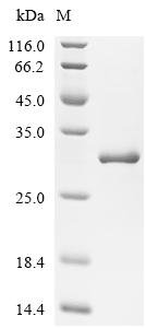 Vespula vulgaris Venom allergen 5 Recombinant Protein, Vespula vulgaris (Yellow jacket), E.coli, N-terminal 10xHis-tagged and C-terminal Myc-tagged, 28.3 kDa, purity >≥ 90% as determined by SDS-PAGE.