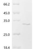 Mouse TAF15 RNA polymerase II, TATA box binding protein (TBP)-associated factor (Taf15), partial Recombinant Protein - BioCrest Sci