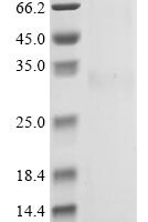 Viscum album Viscotoxin-A2 (THI2.3) Recombinant Protein, C-hFc1 - BioCrest Sci