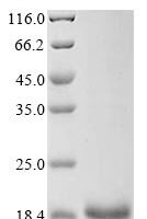 Mouse Group 10 secretory phospholipase A2 (Pla2g10) Recombinant Protein - BioCrest Sci