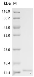 Phleum pratense Profilin-1 (PRO1) Recombinant Protein, N-His, Phleum pratense (Common timothy), Yeast, N-terminal 6xHis-tagged, 15.6 kDa, purity >≥ 95% as determined by SDS-PAGE.