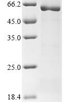Arabidopsis thaliana Catalase-3 (CAT3) Recombinant Protein - BioCrest Sci