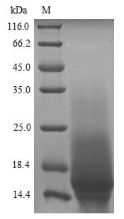 Parietaria judaica Probable non-specific lipid-transfer protein 2 Recombinant Protein, Parietaria judaica (Pellitory-of-the-wall) (Parietaria diffusa), Yeast, N-terminal 6xHis-tagged, 13.3 kDa, purity >≥ 90% as determined by SDS-PAGE.