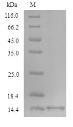 Xenopus laevis Transforming growth factor beta-1 (TGFB1) Recombinant Protein, Xenopus laevis (African clawed frog), Yeast, N-terminal 6xHis-tagged, 14.6 kDa, purity >≥ 90% as determined by SDS-PAGE.