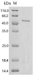 Mouse TSC22 domain family protein 4 (Tsc22d4) Recombinant Protein, N-His, aa 1–387, E.coli, Mus musculus (Mouse), E.coli, N-terminal 6xHis-tagged, 44.1 kDa, purity >≥ 85% as determined by SDS-PAGE.