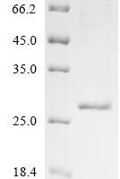Pig Ubiquitin carboxyl-terminal hydrolase isozyme L1 (UCHL1) Recombinant Protein - BioCrest Sci