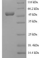 Bacillus subtilis Inositol 2-dehydrogenase/D-chiro-inositol 3-dehydrogenase (iolG) Recombinant Protein - BioCrest Sci