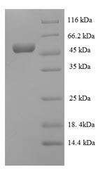 Bacillus subtilis Inositol 2-dehydrogenase/D-chiro-inositol 3-dehydrogenase (iolG) Recombinant Protein, Bacillus subtilis (strain 168), E.coli, N-terminal 6xHis-SUMO-tagged, 54.4 kDa, purity >≥ 90% as determined by SDS-PAGE.