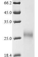 Bovine Cation-independent mannose-6-phosphate receptor (IGF2R), partial Recombinant Protein, Tag-Free - BioCrest Sci