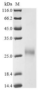 Bovine Cation-independent mannose-6-phosphate receptor (IGF2R), partial Recombinant Protein, Tag-Free, Bos taurus (Bovine), Mammalian cell, Tag-Free, 18.4 kDa, purity >≥ 90% as determined by SDS-PAGE.