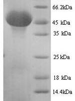 Mouse Serpin H1 (Serpinh1) Recombinant Protein - BioCrest Sci