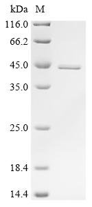 Bovine Alpha-actinin-4 (ACTN4), partial Recombinant Protein, Bos taurus (Bovine), E.coli, C-terminal 6xHis-tagged, 37.4 kDa, purity >≥ 95% as determined by SDS-PAGE.