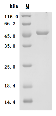 Mouse Tumor necrosis factor ligand superfamily member 13B (Tnfsf13b), partial Recombinant Protein, Mus musculus (Mouse), Mammalian cell, N-terminal mFc2a-tagged, 48.5 kDa, purity >≥ 95% as determined by SDS-PAGE.