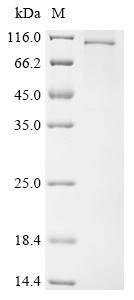 Human Schlafen family member 11 (SLFN11) Recombinant Protein, C-10His, Homo sapiens (Human), Baculovirus, C-terminal 10xHis-tagged, 108.5 kDa, purity >≥ 95% as determined by SDS-PAGE.