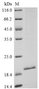 Human Sal-like protein 4 (SALL4), partial Recombinant Protein, N-10His, aa 954–1053+11R, Homo sapiens (Human), Baculovirus, N-terminal 10xHis-tagged, 16 kDa, purity >≥ 85% as determined by SDS-PAGE.