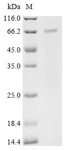 Human TNF receptor-associated factor 3 (TRAF3) Recombinant Protein, C-His, Homo sapiens (Human), Baculovirus, C-terminal 6xHis-tagged, 67.3 kDa, purity >≥ 90% as determined by SDS-PAGE.
