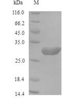 Saccharomyces cerevisiae ProlifeRating cell nuclear antigen (POL30) Recombinant Protein - BioCrest Sci