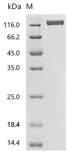Pig Glutamate carboxypeptidase 2 (FOLH1), partial Recombinant Protein, Sus scrofa (Pig), Mammalian cell, N-terminal hFc1-tagged, 105.7 kDa, purity >≥ 90% as determined by SDS-PAGE.