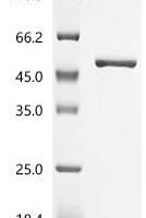 Arabidopsis thaliana Glutamine synthetase, chloroplastic/mitochondrial (GLN2) Recombinant Protein - BioCrest Sci