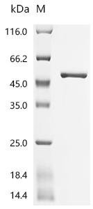 Arabidopsis thaliana Glutamine synthetase, chloroplastic/mitochondrial (GLN2) Recombinant Protein, Arabidopsis thaliana (Mouse-ear cress), E.coli, C-terminal 6xHis-tagged, 49.4 kDa, purity >≥ 95% as determined by SDS-PAGE.