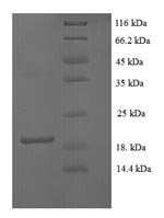 Mouse Fibroblast growth factor 1 (Fgf1) Recombinant Protein, N-His, aa 16–155, E.coli - BioCrest Sci