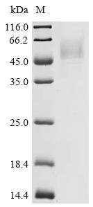 Human Protein Wnt-8a (WNT8A) Recombinant Protein, C-10His, Mammalian cell, C-terminal 10xHis-tagged, 39.1 kDa, purity >≥ 95% as determined by SDS-PAGE.