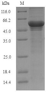 Schizosaccharomyces pombe NADH kinase pos5, mitochondrial (pos5) Recombinant Protein, N-His-SUMO, Schizosaccharomyces pombe (strain 972 / ATCC 24843) (Fission yeast), E.coli, N-terminal 6xHis-SUMO-tagged, 54.7 kDa, purity >≥ 90% as determined by SDS-PAGE.