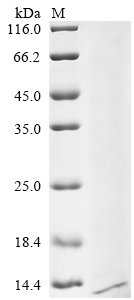 Dog Trefoil factor 3 (TFF3) Recombinant Protein, Canis lupus familiaris (Dog) (Canis familiaris), Yeast, C-terminal 6xHis-tagged, 7.4 kDa, purity >≥ 85% as determined by SDS-PAGE.