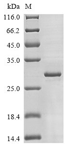 Mouse Fibroblast growth factor 20 (Fgf20) Recombinant Protein, N-His, Mus musculus (Mouse), E.coli, N-terminal 6xHis-tagged, 27.7 kDa, purity >≥ 85% as determined by SDS-PAGE.
